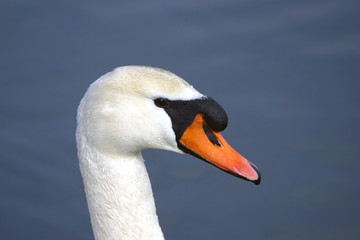 Obraz premium Mute Swans on Ice Covered Hudson River 