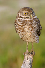 Burrowing Owl in Florida Field