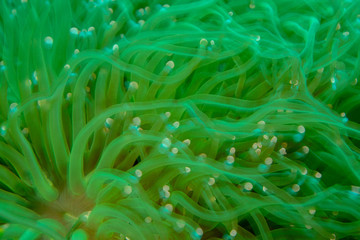 abstract anemone
