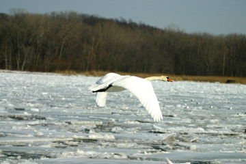 Mute Swans on  Ice Covered Hudson River 