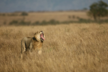 Obraz premium Lions on the Masai Mara Preserve, Kenya Africa