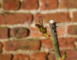 New leaf growth on rose bush with thorns against blurred brickwork background