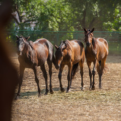 Horses in the paddock. The breed is an English racehorse.