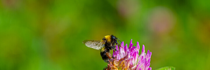 Bumblebee collects pollen and nectar on a clover flower.