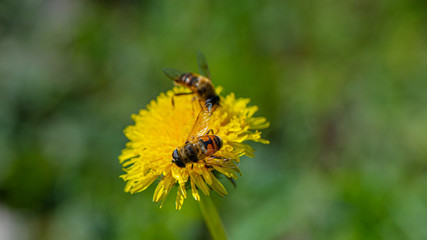 Bee drones collect nectar on dandelion flowers. Natural background.