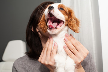 Cute King Charles Spaniel puppy dog yawn in the mistress' hands - close up