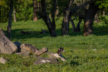 cabra bébé escondida nas pedra do campo