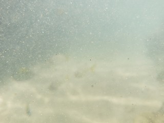 água salgada, mar, natureza, praia, peixes, 