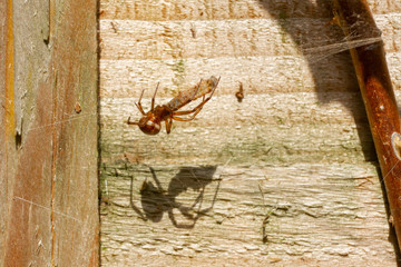 Spider feasting on an insect, with large shadow 2