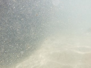 água salgada, mar, natureza, praia, peixes, 