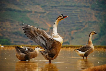 Goose in rice field in Vietnam Sapa Valley