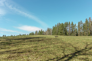 Dog walking over green and beautiful meadow 