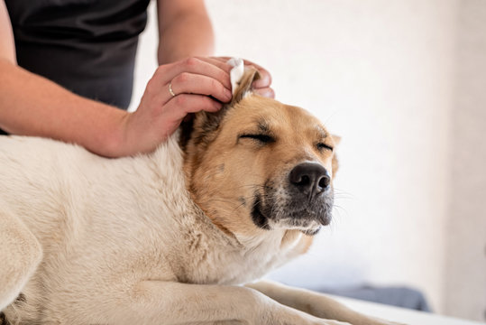 Man cleaning ears of his shepherd dog