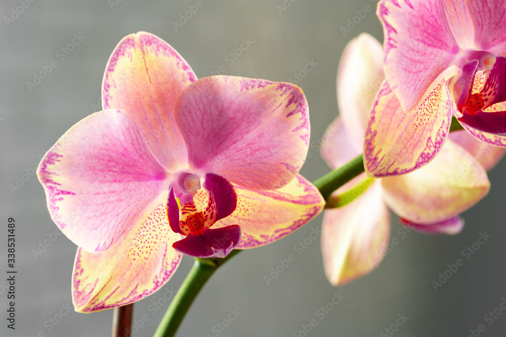 Poster Pink and yellow pastel orchid close up on blurred background