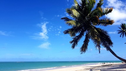 coqueiro na praia, mar, paraíso, férias, natureza, águas cristalinas