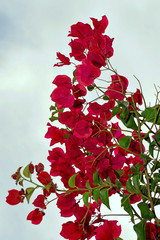 red bougainvillea in the park garden
