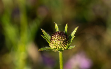 Flor selvagem