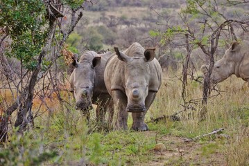 Fototapeta premium Rhinoceros walking through the savanna 