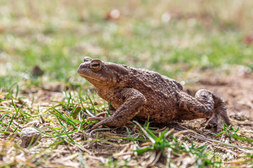frog or toad on the ground