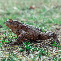 frog or toad on the grass