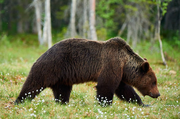Brown bears (Ursus arctos) in the forest