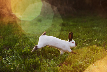 Rabbit jumping in the meadow