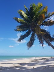 coqueiro, palmeira, paraíso, praia, natureza, férias, 