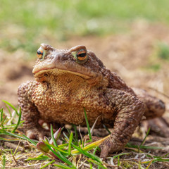 frog or toad on the ground