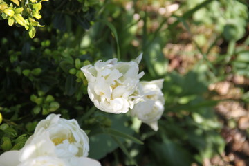 White glossy fresh tulip flower bud