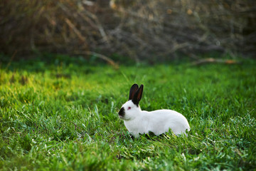 California white breed of domestic rabbit