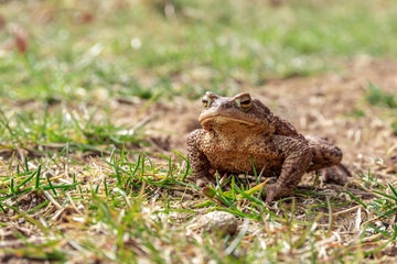 frog or toad on the grass, wildlife, nature creatures
