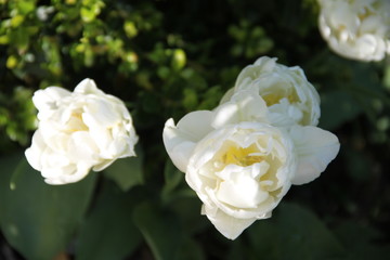White glossy fresh tulip flower bud