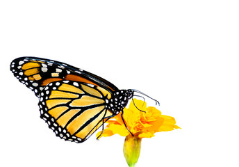Orange and black monarch butterfly on yellow marigold flower isolated on white background