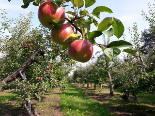apple season in garden