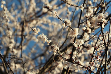 White flowers in the trees