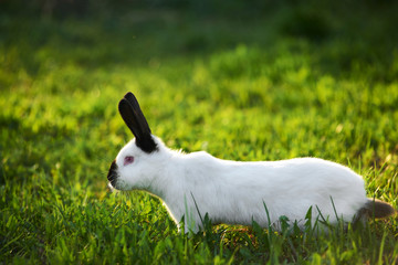Portrait of a cute fluffy white rabbit with ears