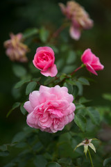 pink rose bush in the garden