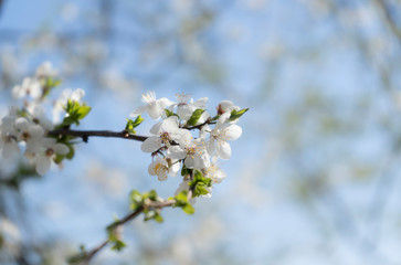 Soft branch with white flowers