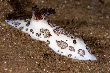 nudibranch