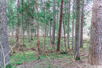 Pine trees in the forest