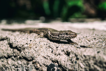 lizard