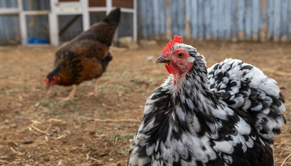 Backyard chickens enjoy an early spring morning.