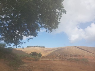Naklejka premium produção de cana de açúcar, canavial, terra vermelha, fazenda, agricultura
