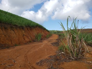 produção de cana de açúcar, canavial, terra vermelha, fazenda, agricultura