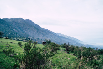 Grazing horses on a meadow in Patagonia