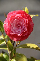 Graphic pink vivid camellia flower bud