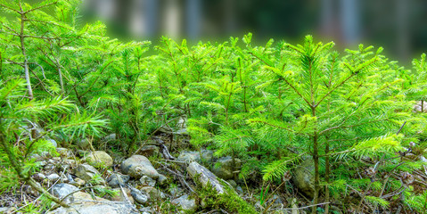 Beautiful green forest soil with sprouts. Blurred background. Selective focus