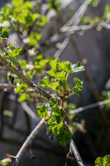 Leaf