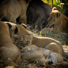 Fototapeta na wymiar Lion cubs suckling their mother, Maasai Mara, Kenya