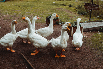Obraz premium goose on a farm near the lake in the sunlight